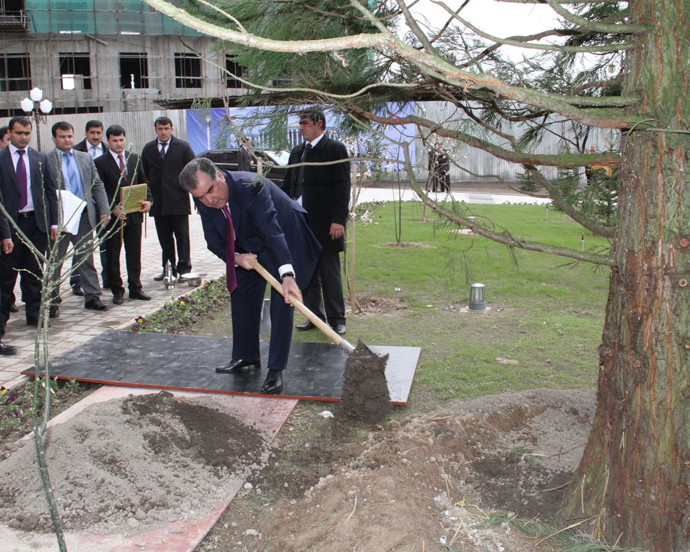 Таджиков посадили. Посадка деревьев в Таджикистане. Деревья в Душанбе. Дерева в Таджикистане с президентом.