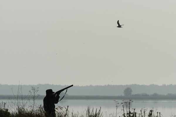 На Ямале запретили охоту на птиц из-за сибирской язвы