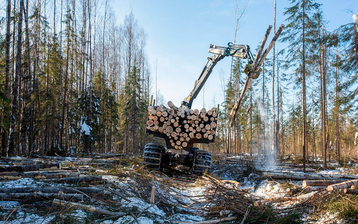 Segezha Group и учреждения ФСИН резко нарастили вырубку леса в России