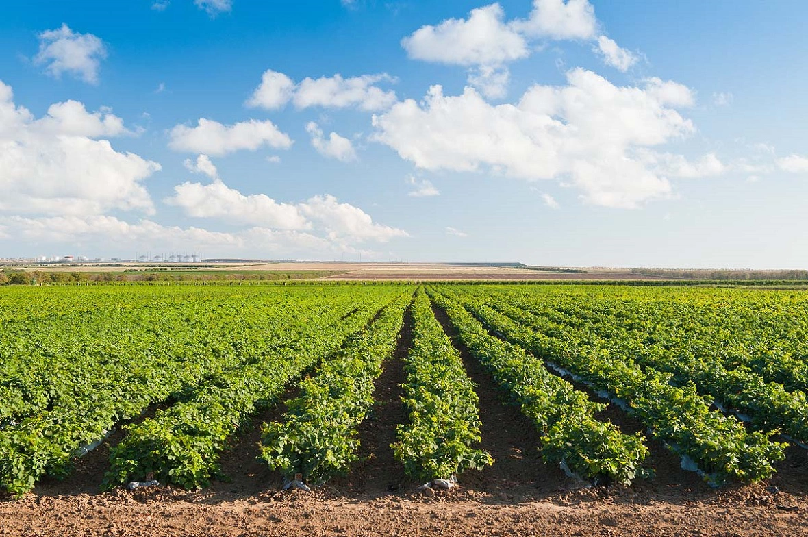 ​ООО «Агрофирма Южная»