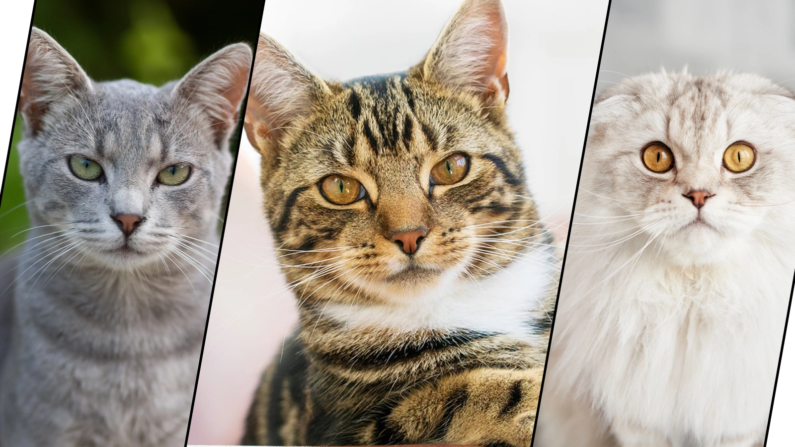 Русская голубая кошка, Домашняя кошка (метис), Шотландская вислоухая