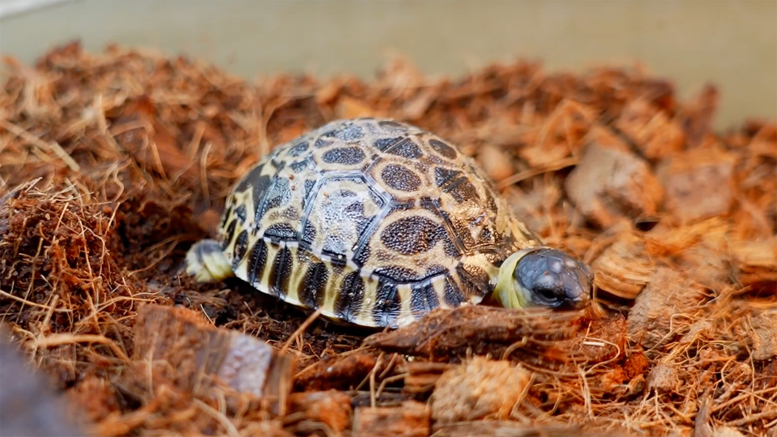 Детеныш лучистой черепахи