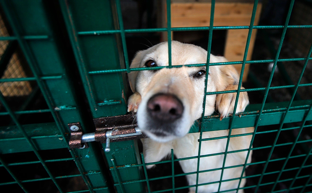 Денис Абрамов / РИА Новости