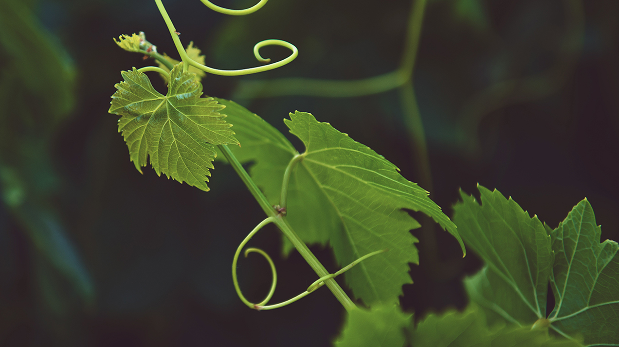 Самое интересное из телеграм-канала «РБК Вино» за неделю