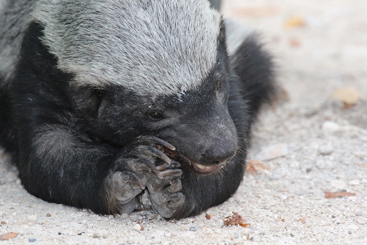 Медоед — всеядный хищник