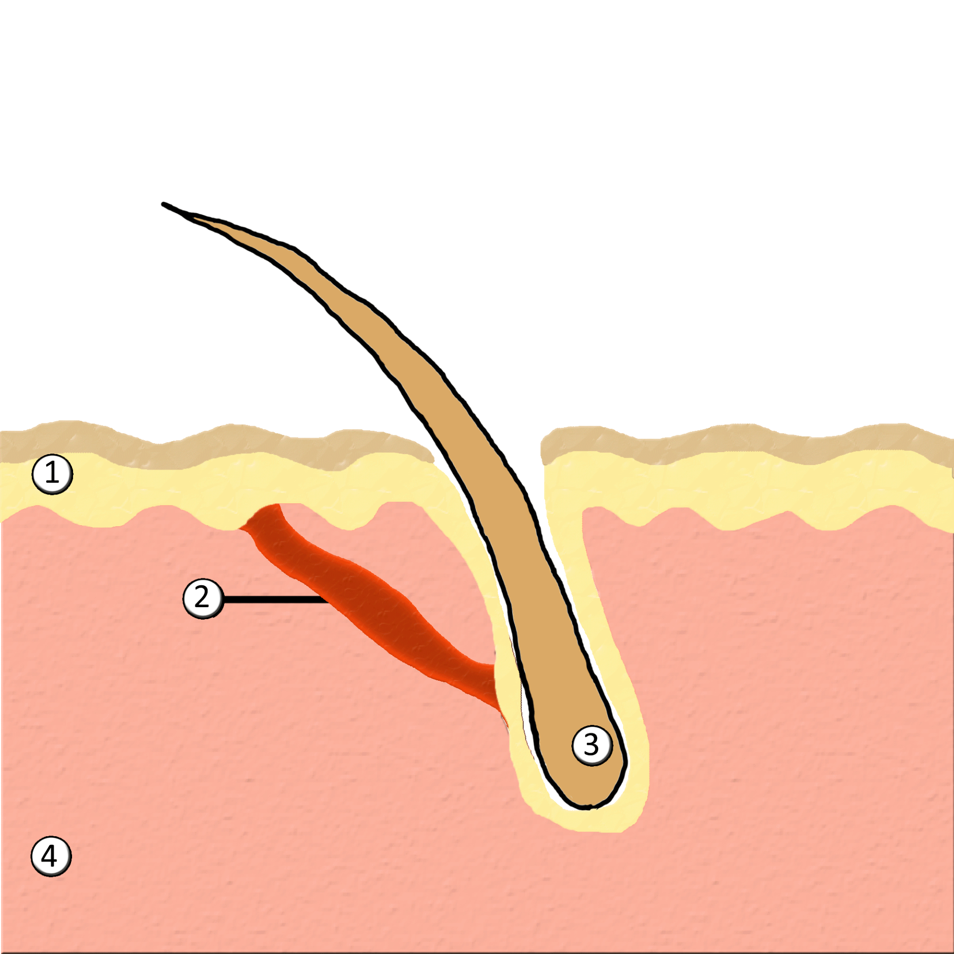 1) Эпидермис 2) Мускул Arrector pili 3) Волосяной фолликул 4) Дерма.&nbsp;Диаграма показывает, как мышца arrector pili соединяется с волосяным фолликулом и эпидермисом. Сокращение этого мускула приводит к подъему волоса и возникновению гусиной кожи