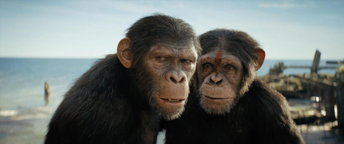 <p>Кадр из фильма &laquo;Планета обезьян: Новое царство&raquo;</p>