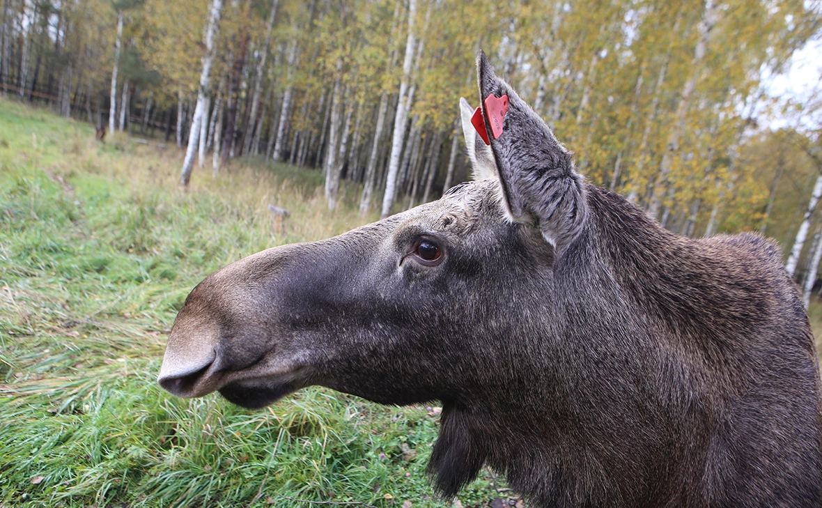 Ярослав Чингаев / ТАСС