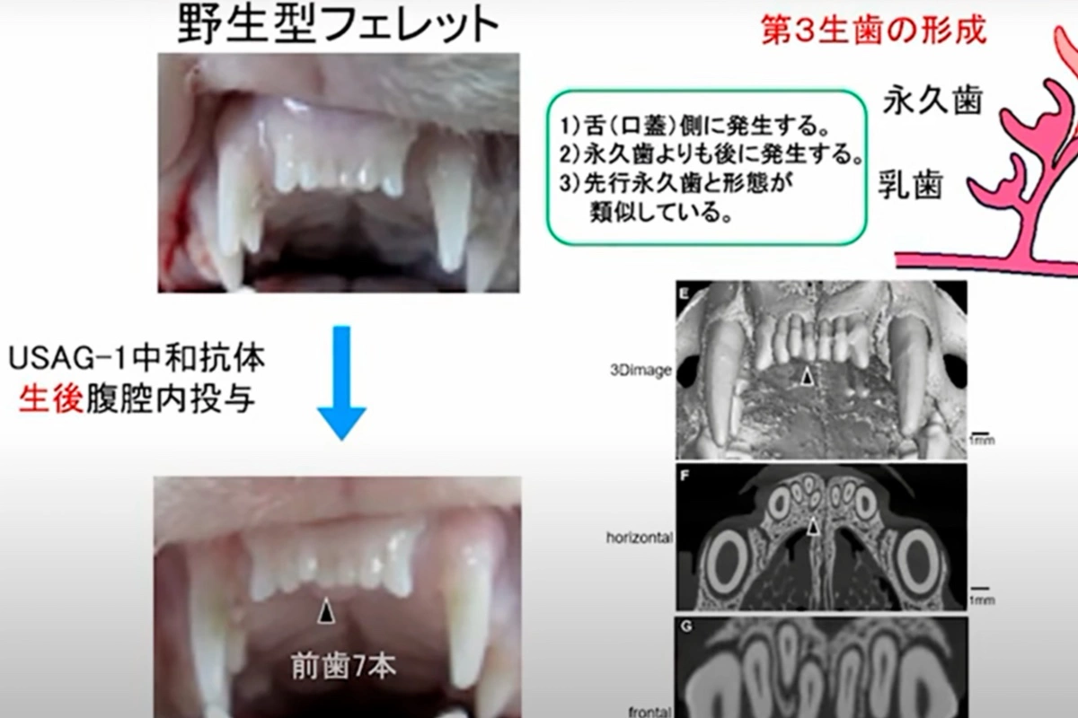 Иллюстрация результатов лабораторных испытаний на животных, у которых выросли новые зубы