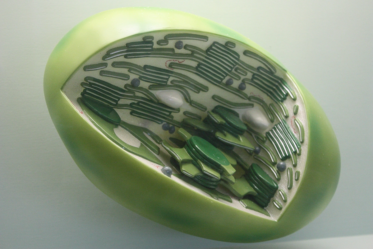 Фотосинтез — это сложный процесс, который проходит в несколько этапов