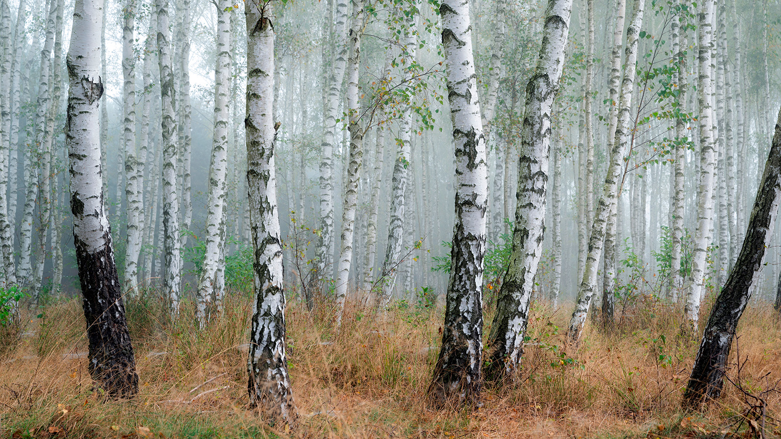 Фото: Piotr Krzeslak / Shutterstock / FOTODOM