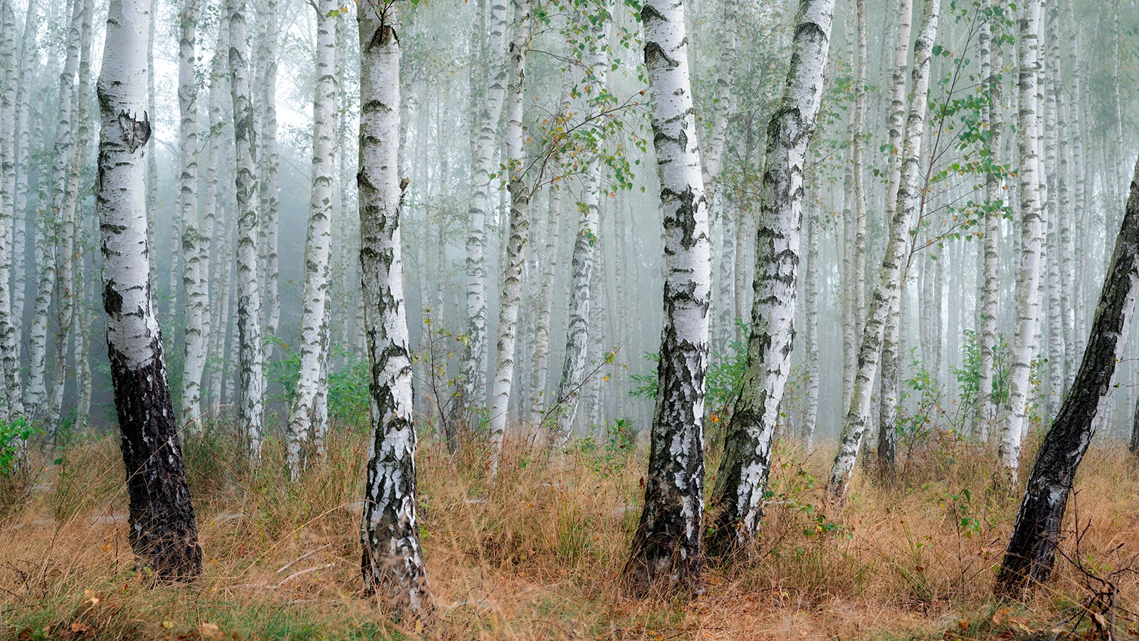 Piotr Krzeslak / Shutterstock / FOTODOM