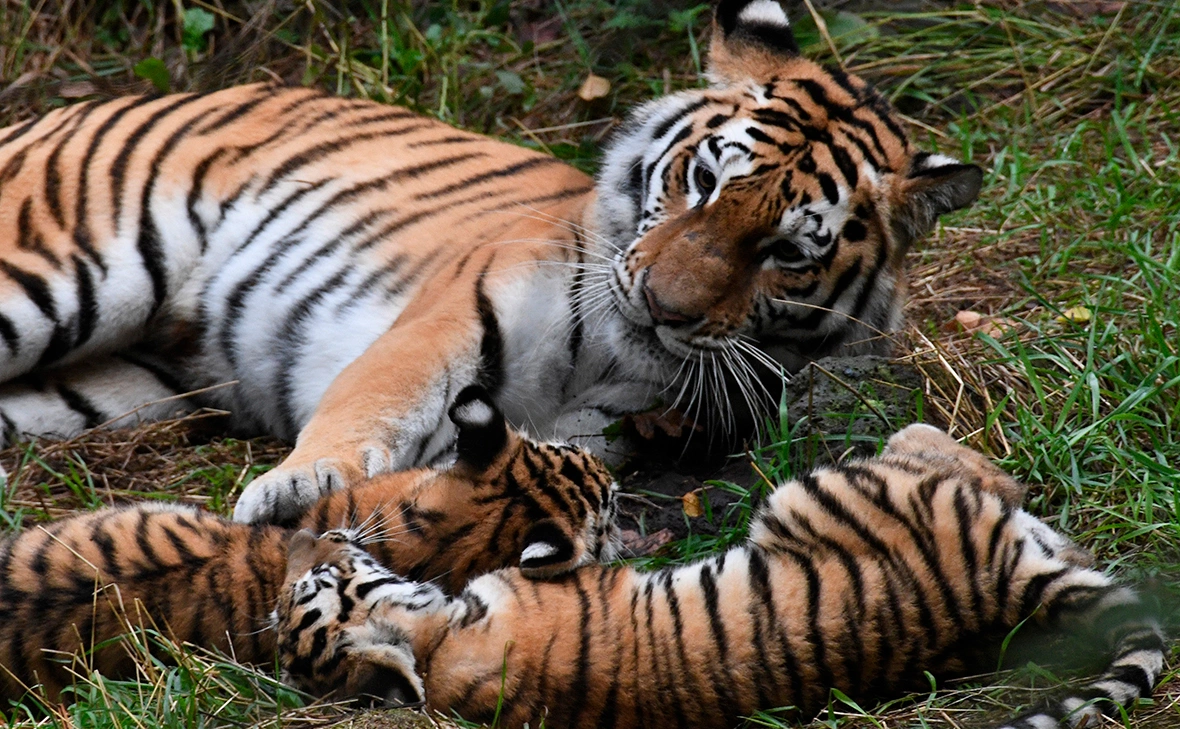 Виталий Аньков / РИА Новости