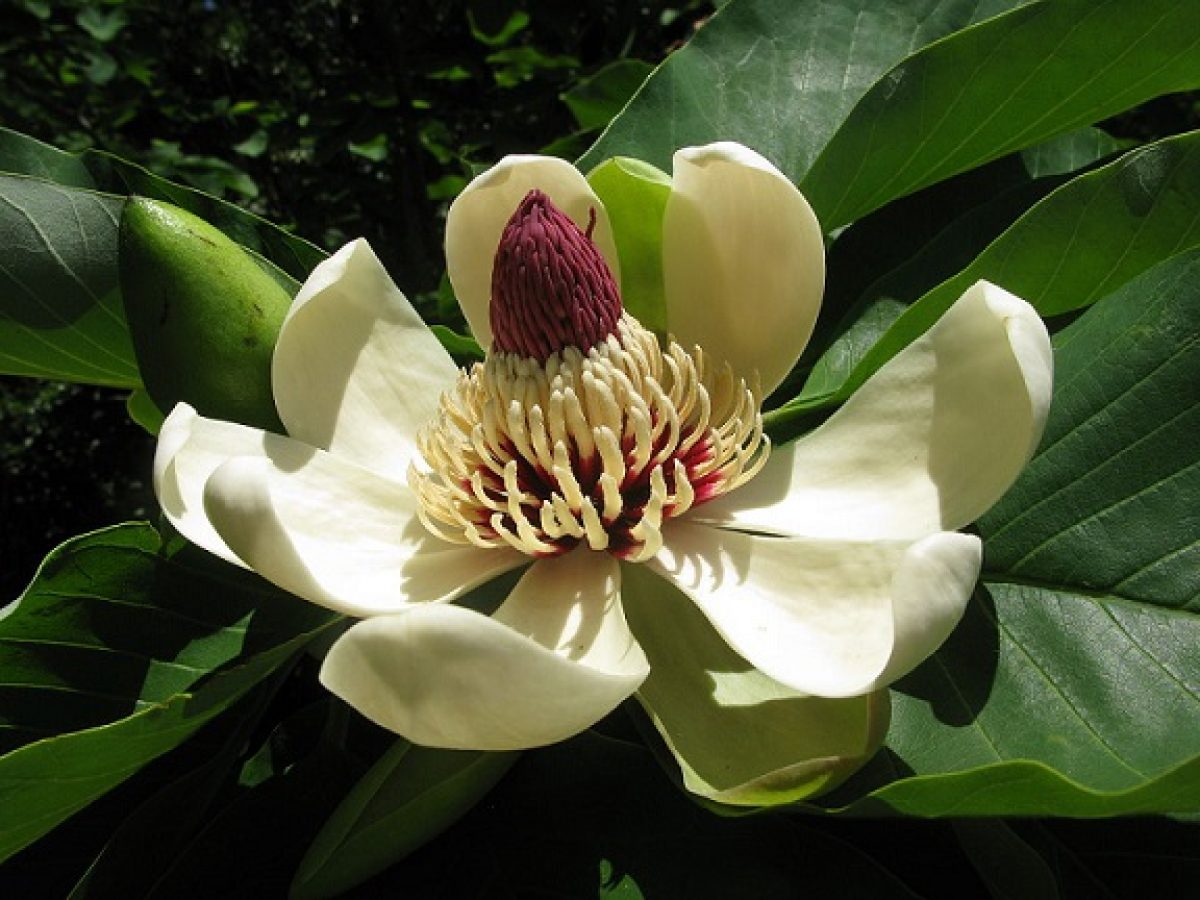 Магнолия обратнояйцевидная (лат. Magnolia obovata)