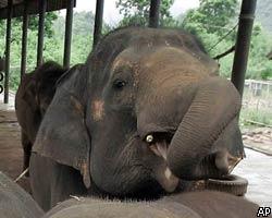 Индийские крестьяне страдают от набегов слонов-алкоголиков