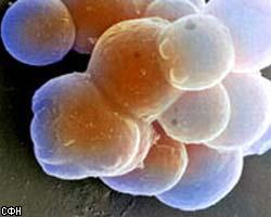 Сенат США разрешил исследования в области стволовых клеток