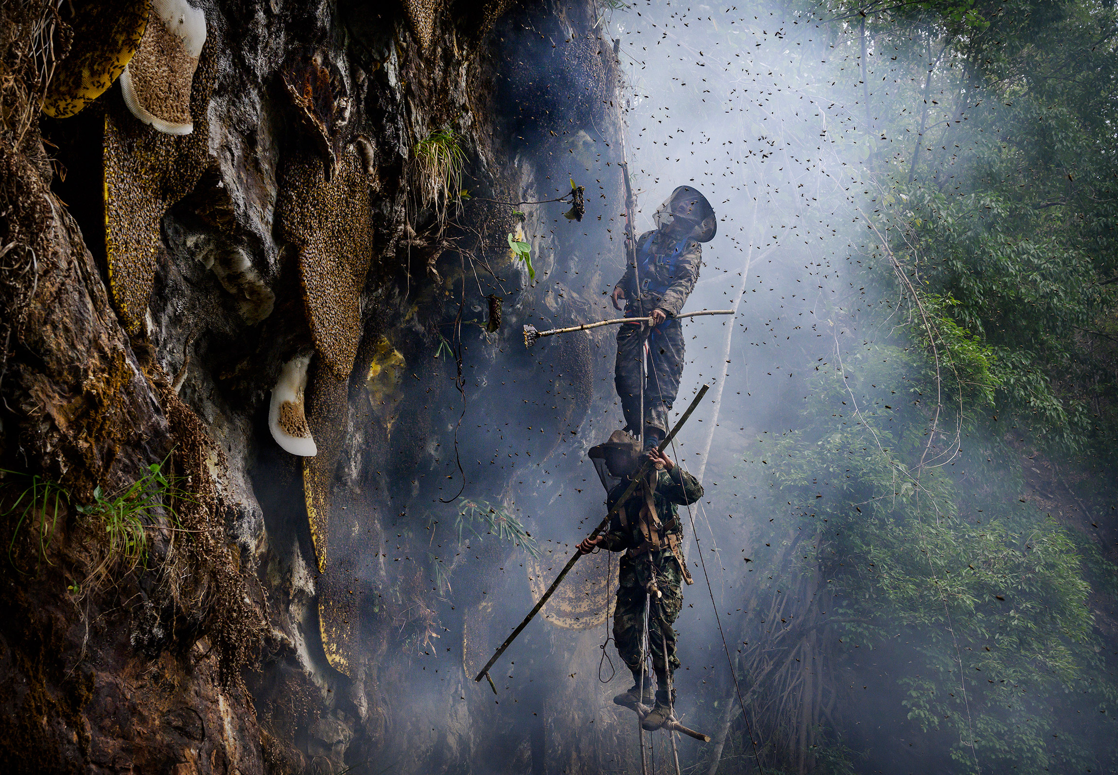 11 мая, Дэхун-Дай-Качинский автономный округ, КНР. Китайские охотники собирают дикий мед
