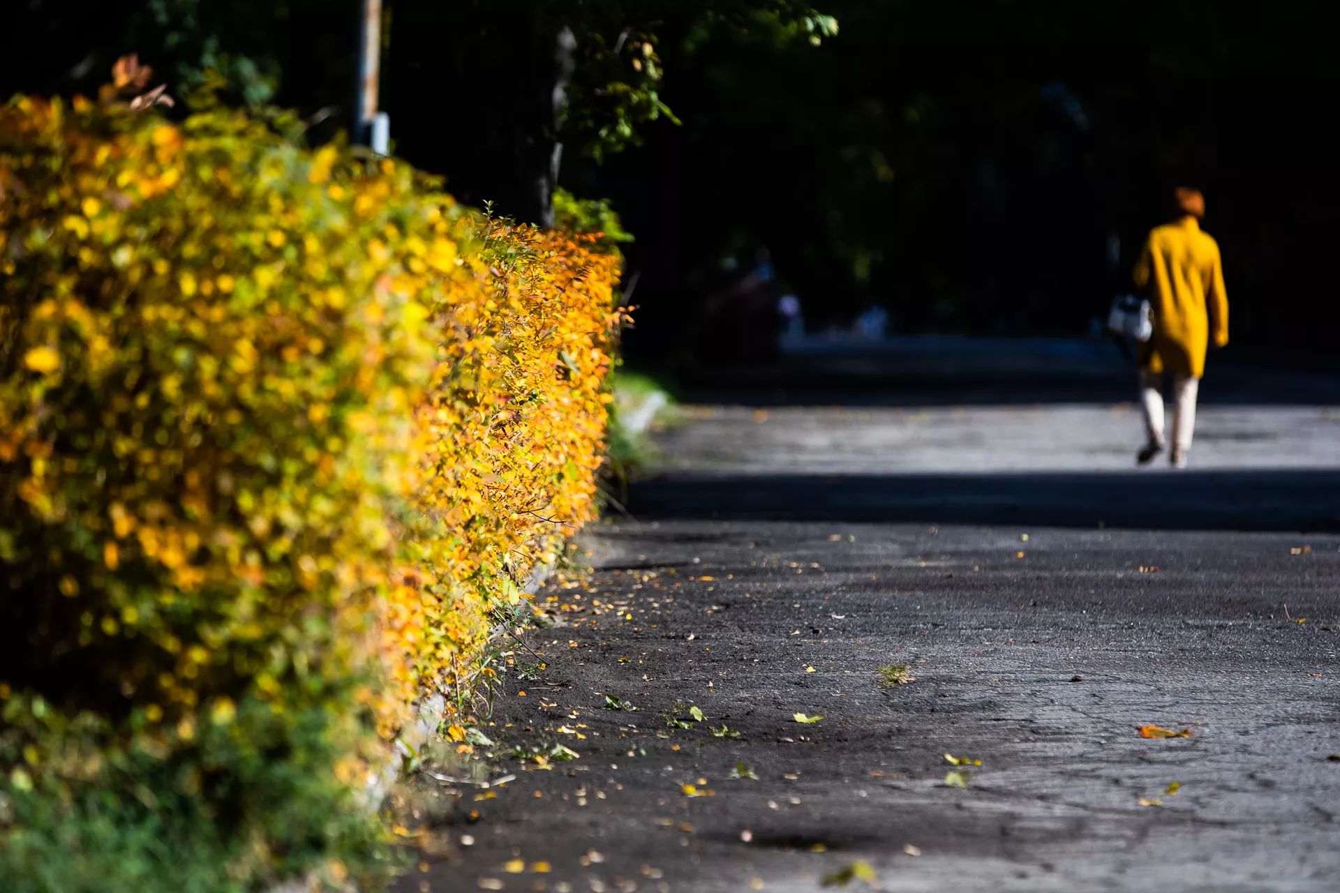 Александр Подгорчук
