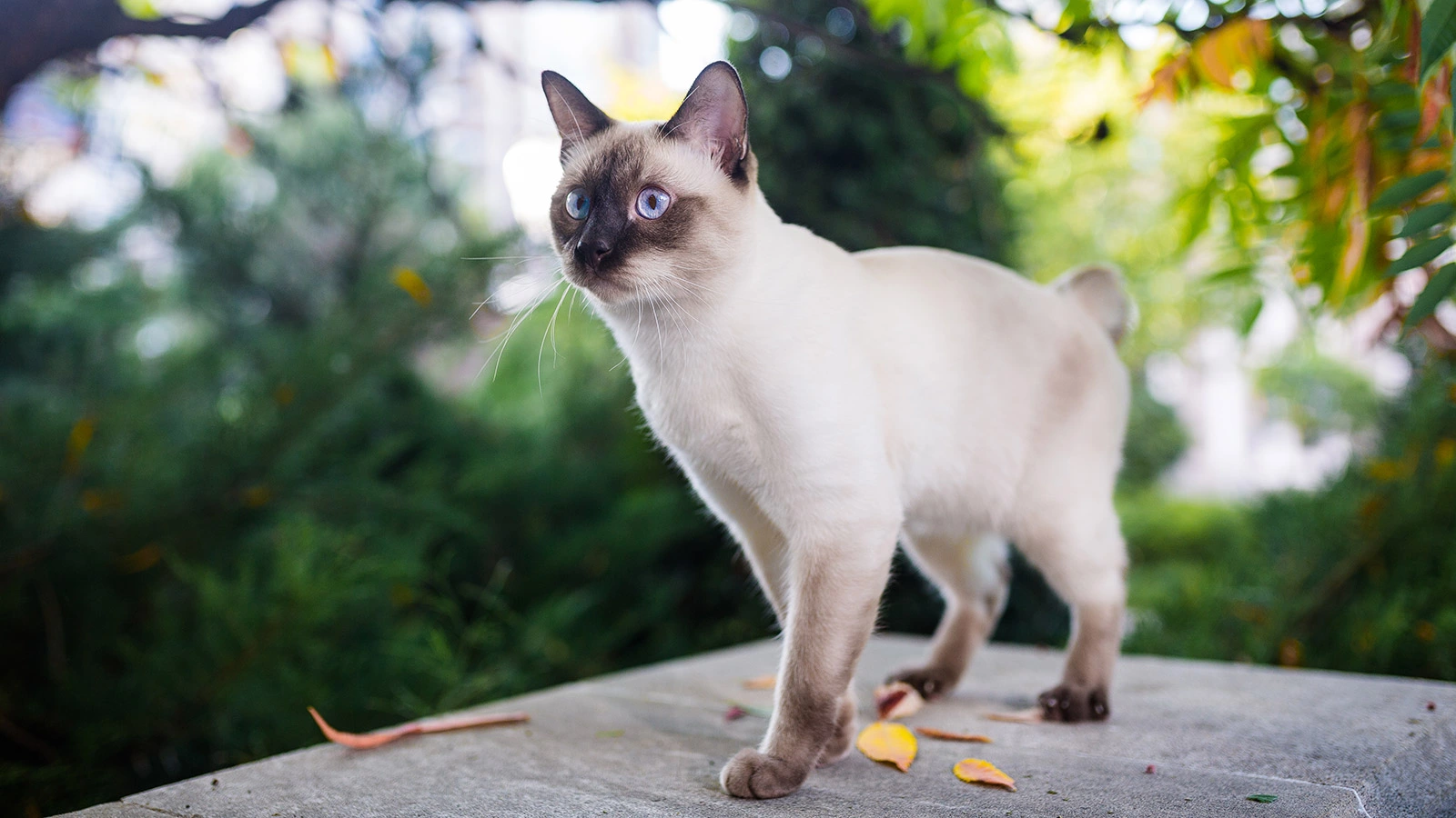 У сиамских кошек несколько разновидностей: от балийской (длинношерстная) и&nbsp;гималайской (выведена путем скрещивания персидской и сиамской кошек) до&nbsp;Сноу-шу (ее окрас на мордочке образует своего рода очки)&nbsp;