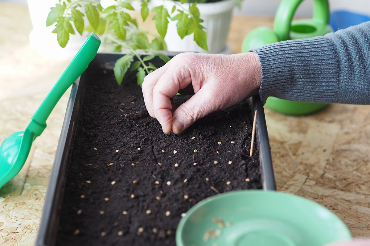 Клематис из семян: выращивание рассады в домашних условиях