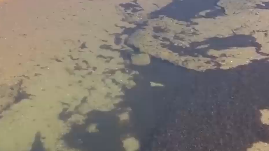 Азиатские водоросли заполонили пляжи юга Испании. Видео