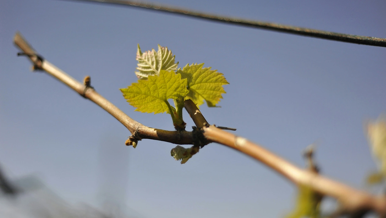 На производстве разливались и отправлялись на экспорт вина с контролируемым наименованием места происхождения вин Дору (Douro DOC), а также хранились бутылки