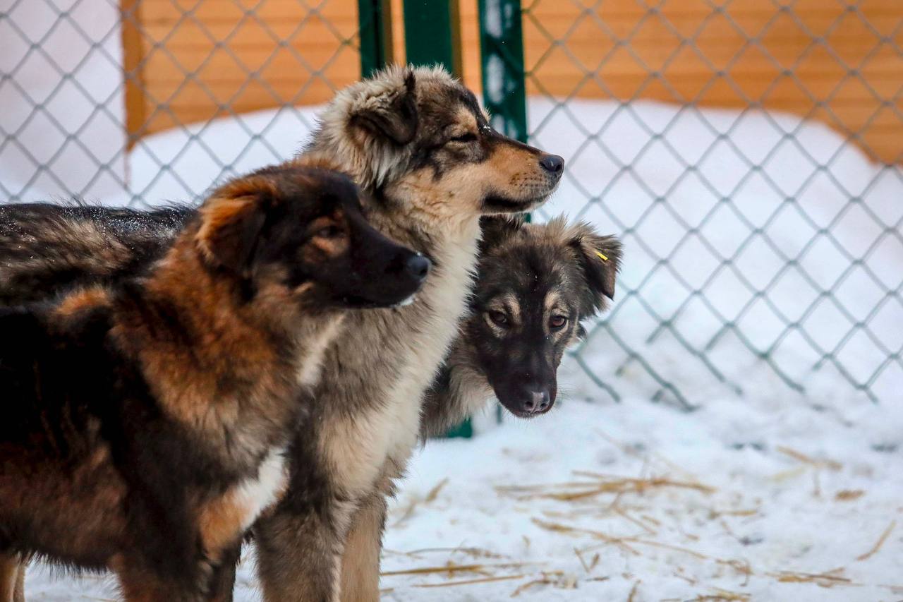 Фото: Telegram-канал мэра Новосибирска Максима Кудрявцева