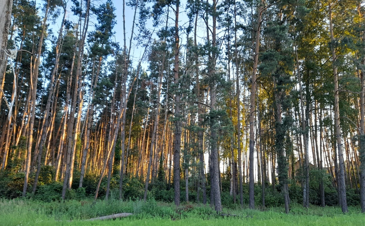 РБК Черноземье