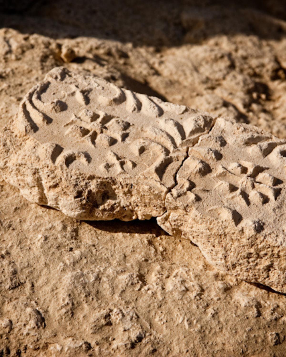 Артефакты, найденные во время раскопок на острове Сир-Бани-Яс&nbsp;