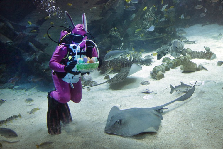 Одетый пасхальным кроликом ныряльщик плавает среди акул, скатов и других рыб в Сингапурском океанариуме 17 апреля 2014г. Необычное представление стало частью пасхальных торжеств.