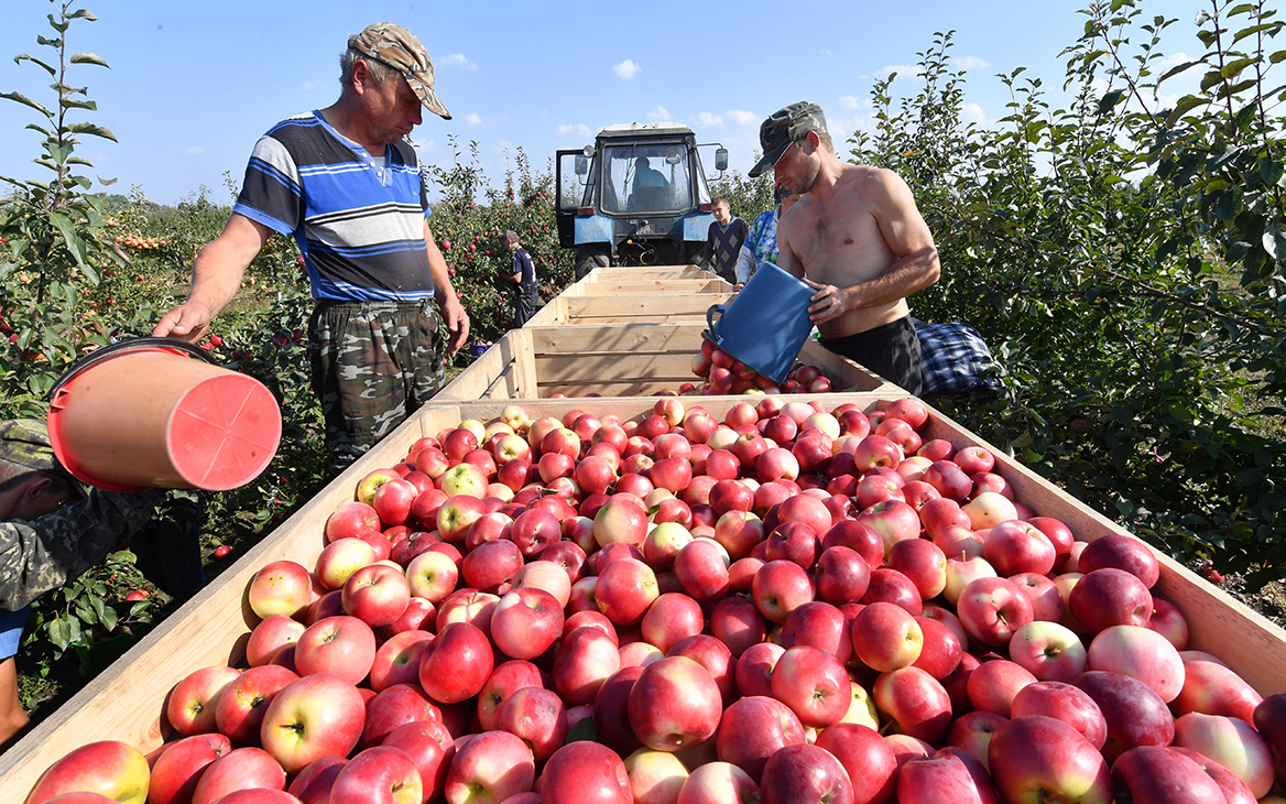 Россельхознадзор отменил запрет на ввоз яблок из Белоруссии