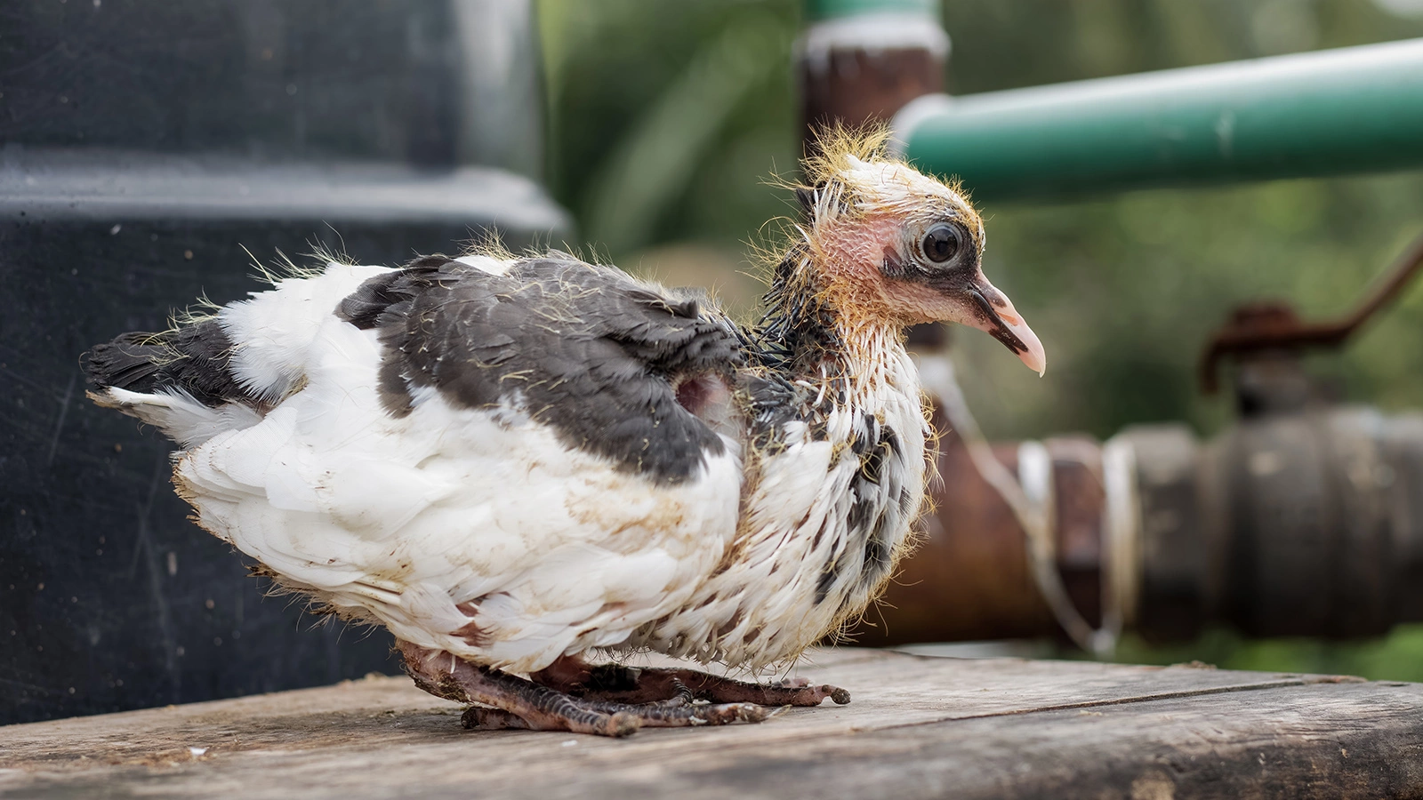 Птенцы голубя при рождении весят около 10–12 г — примерно столько же, сколько одно среднее перепелиное яйцо