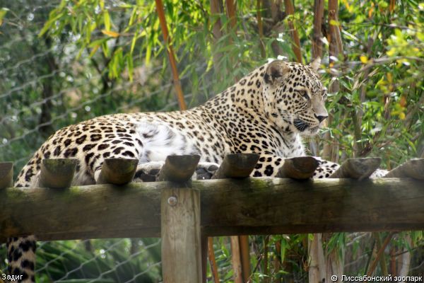 На Кавказе впервые за полвека родились леопарды