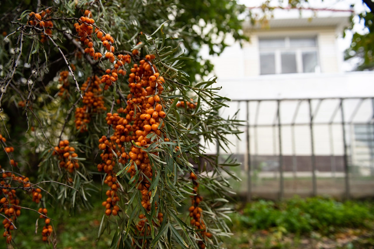 Анна Майорова / РИА URA.RU