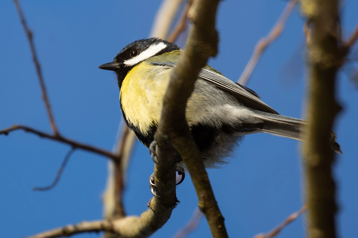 Синица устраивает гнезда в дуплах, нишах построек, старых гнездах белок и хищных птиц, а также в других закрытых местах
