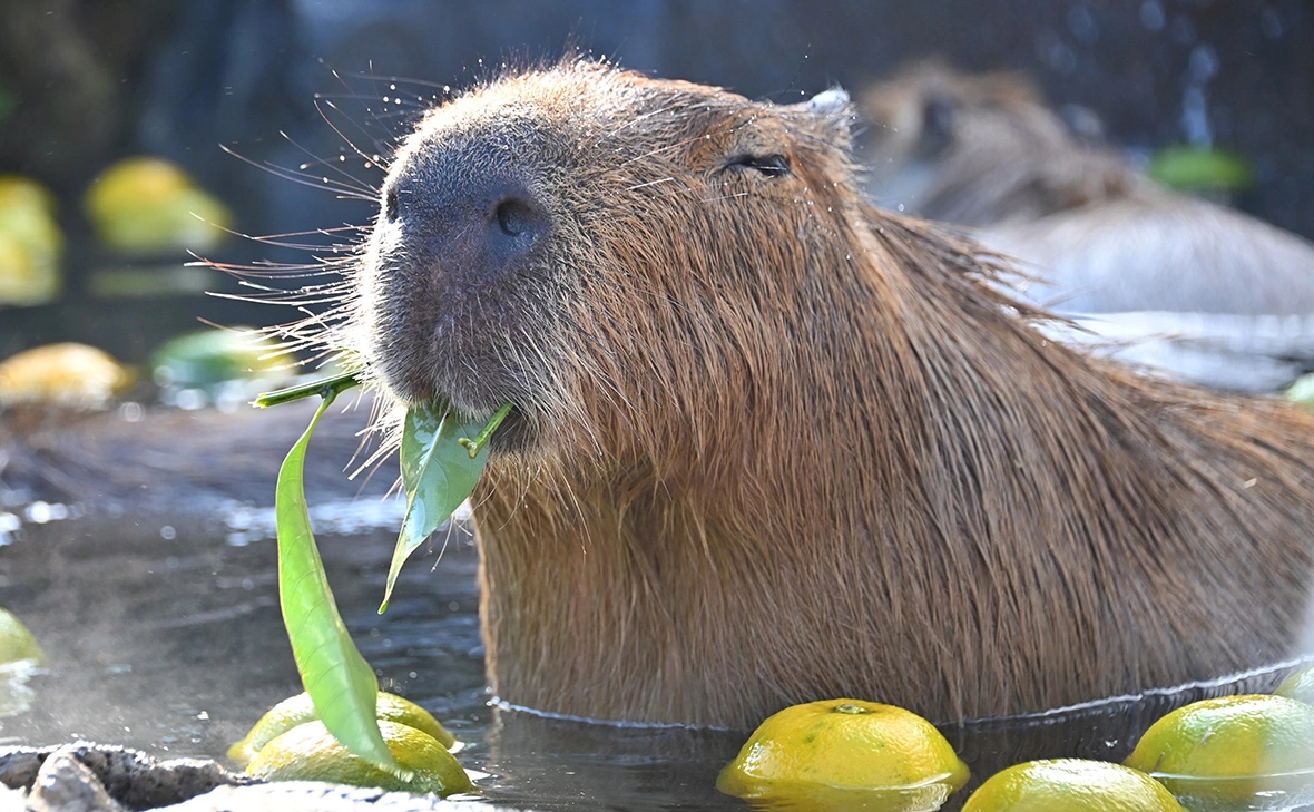Natsuki Sakai / AFLO / Global Look Press