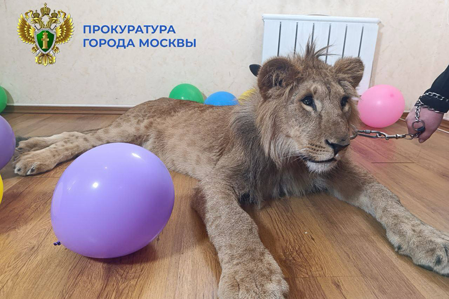 Фото: moscowproc / Telegram