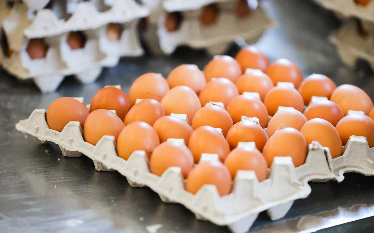 В Великобритании заявили о дефиците куриных яиц в супермаркетах