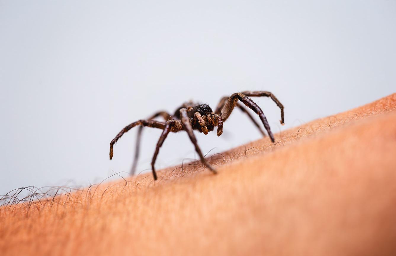 Фото: RHJPhtotos / Shutterstock / FOTODOM