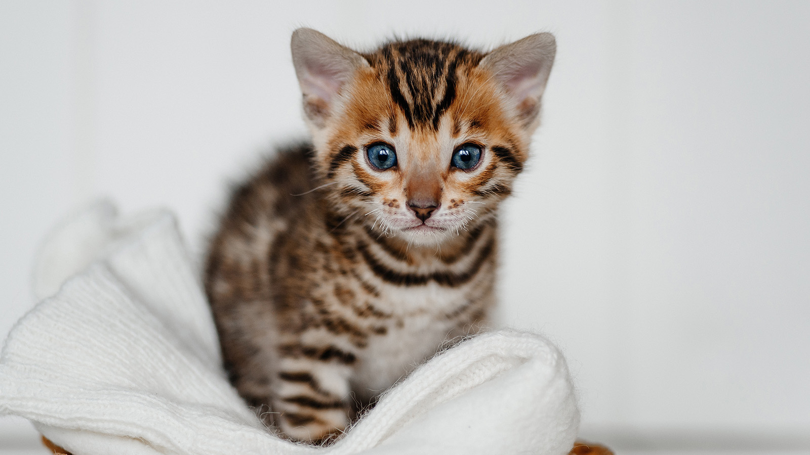 Как выбрать породистого котенка