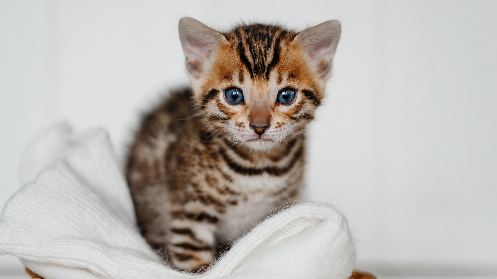 Как выбрать породистого котенка