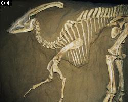 На Мадагаскаре обнаружен рок-динозавр