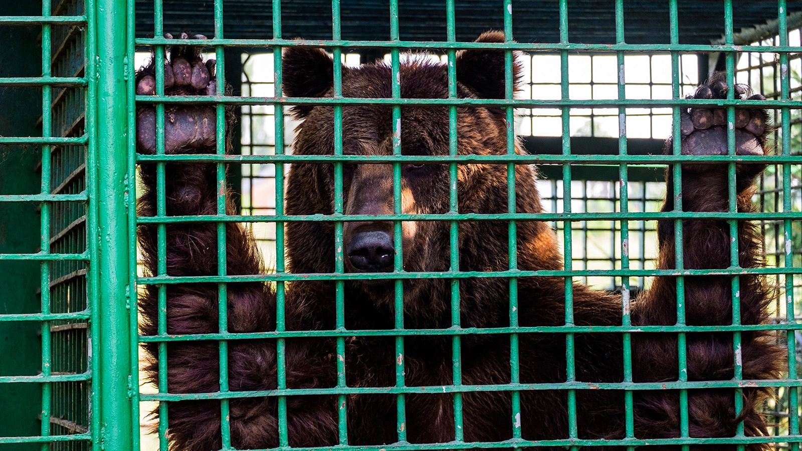 В США женщину растерзал домашний медведь