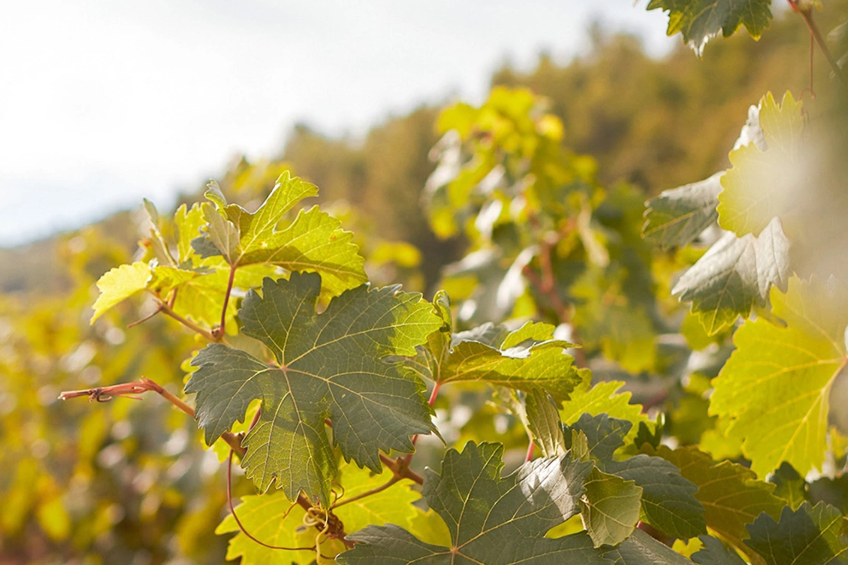 Актриса Анджелина Джоли сообщила, что после разрыва с Питтом оставила ему контроль над винодельней Chateau Miraval в Провансе