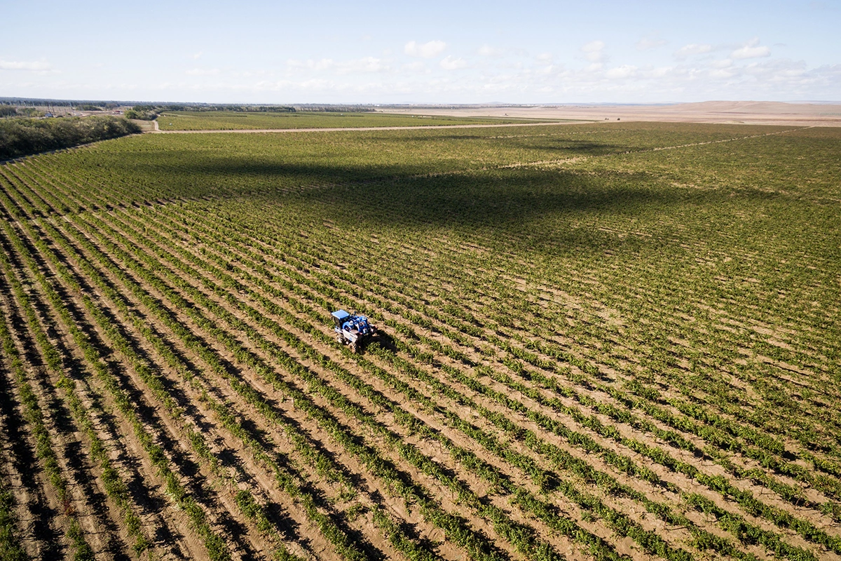 «Фанагория»