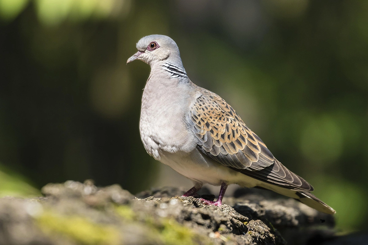 Обыкновенную горлицу можно узнать по характерному монотонному воркованию