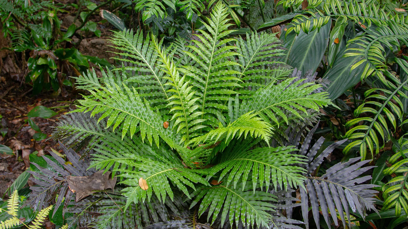 Blechnum orientale