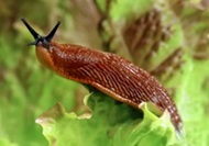 Интервью: почему в «хиты» тревожности выходят слизни, дроны и Паша Техник