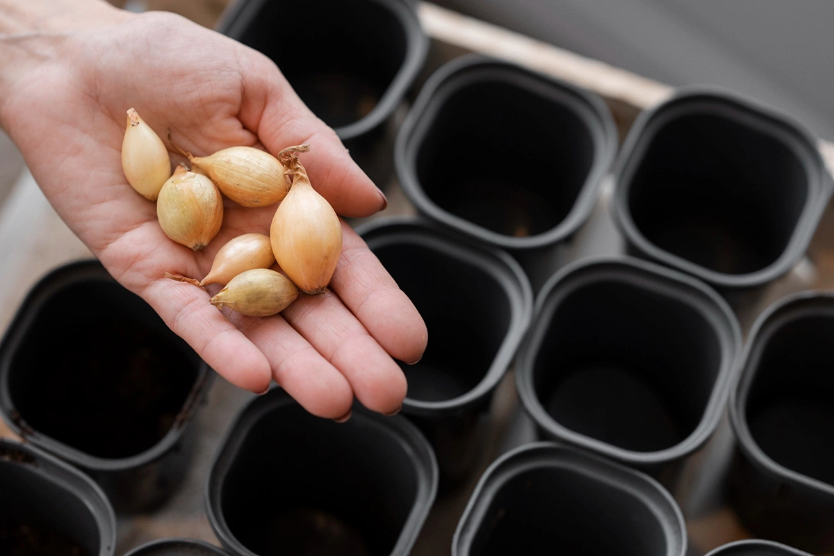 Для подзимней посадки лучше выбирать морозостойкие сорта лука