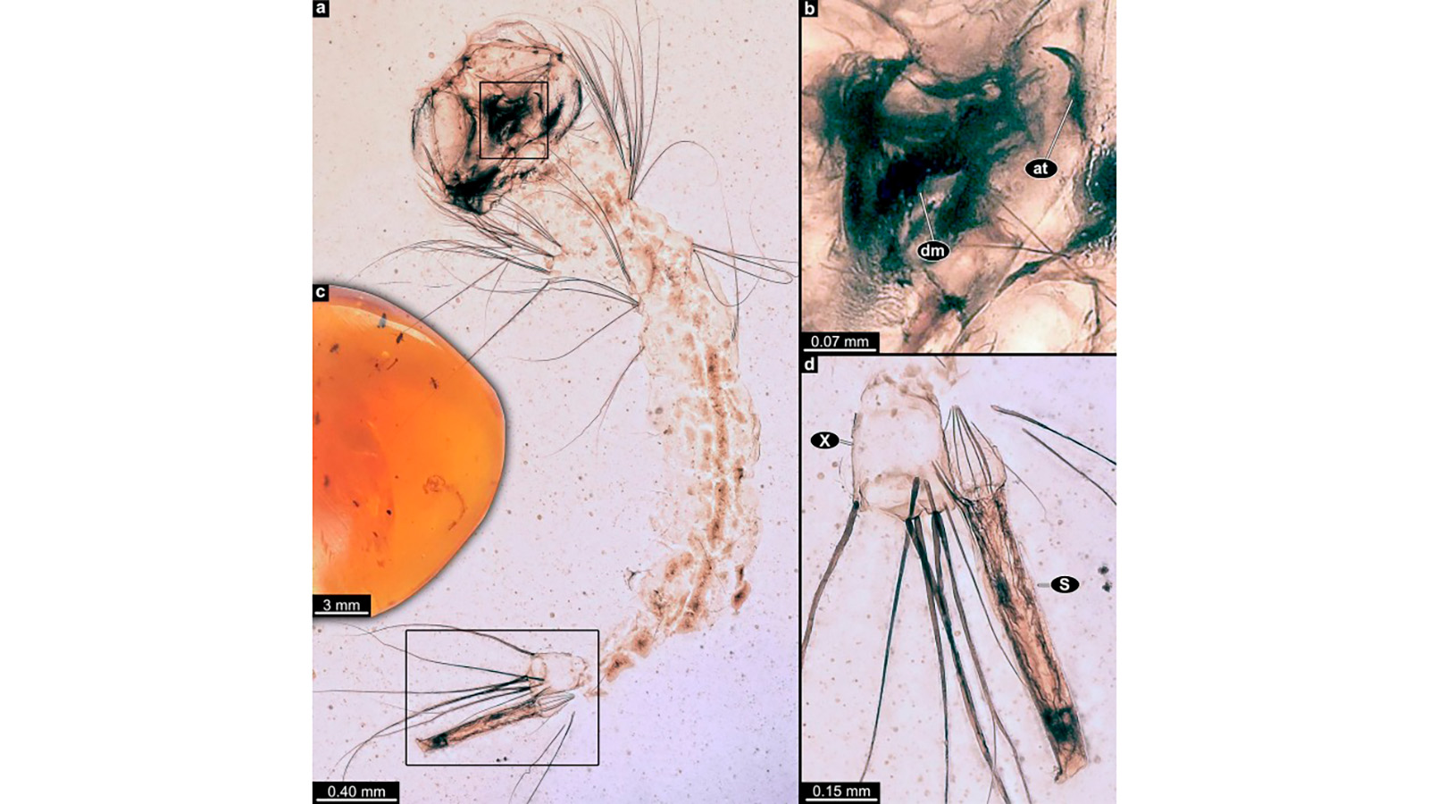 Древнейшая личинка комара